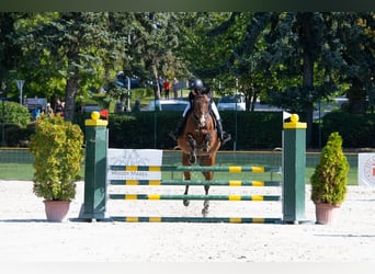 Cheval de sport hongrois, Jument, 13 Ans, 170 cm, Bai