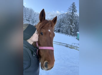 Cheval de sport hongrois, Jument, 14 Ans, 154 cm, Alezan