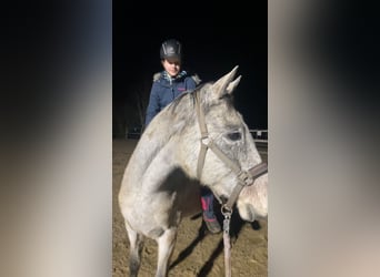 Cheval de sport hongrois, Jument, 14 Ans, 162 cm, Gris moucheté