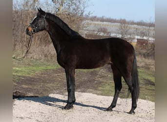 Cheval de sport hongrois, Jument, 14 Ans, 165 cm, Bai brun