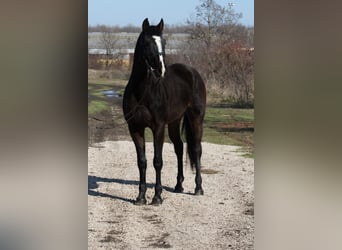 Cheval de sport hongrois, Jument, 14 Ans, 165 cm, Bai brun