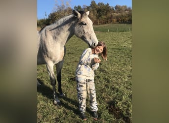 Cheval de sport hongrois, Jument, 14 Ans, 165 cm, Gris
