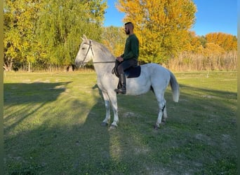 Cheval de sport hongrois, Jument, 15 Ans, 165 cm, Blanc