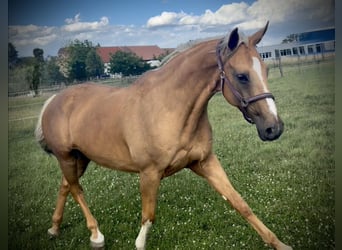 Cheval de sport hongrois, Jument, 15 Ans, 165 cm, Palomino