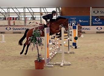 Cheval de sport hongrois, Jument, 15 Ans, 166 cm, Bai