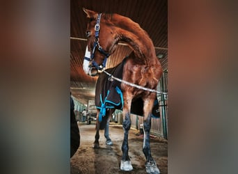 Cheval de sport hongrois, Jument, 15 Ans, 166 cm, Bai