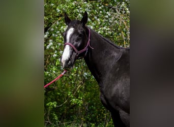 Cheval de sport hongrois, Jument, 16 Ans, 169 cm, Noir