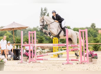 Cheval de sport hongrois, Jument, 17 Ans, 168 cm, Blanc