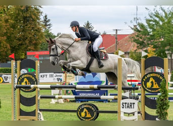 Cheval de sport hongrois, Jument, 17 Ans, 168 cm, Blanc