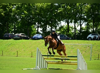 Cheval de sport hongrois, Jument, 17 Ans, 172 cm, Alezan