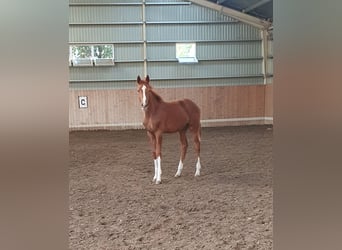 Cheval de sport hongrois, Jument, 1 Année, 138 cm, Alezan brûlé