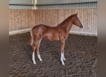 Cheval de sport hongrois, Jument, 1 Année, 138 cm, Alezan brûlé