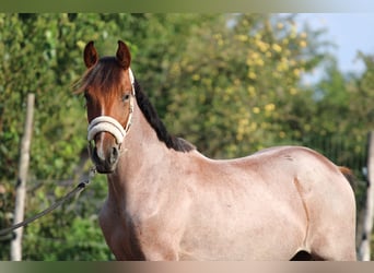 Cheval de sport hongrois, Jument, 1 Année, 155 cm, Roan-Bay