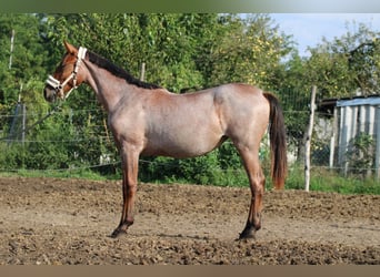 Cheval de sport hongrois, Jument, 1 Année, 155 cm, Roan-Bay