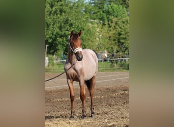 Cheval de sport hongrois, Jument, 1 Année, 155 cm, Roan-Bay