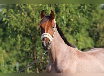 Cheval de sport hongrois, Jument, 1 Année, 155 cm, Roan-Bay