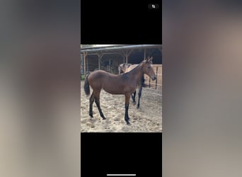 Cheval de sport hongrois, Jument, 1 Année, Bai