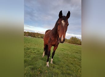 Cheval de sport hongrois, Jument, 24 Ans, 160 cm, Bai