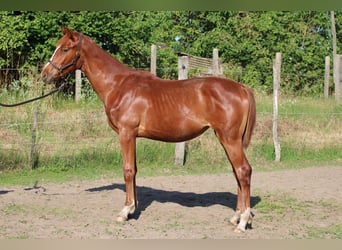 Cheval de sport hongrois, Jument, 2 Ans, 130 cm, Alezan brûlé