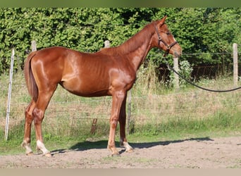 Cheval de sport hongrois, Jument, 2 Ans, 130 cm, Alezan brûlé