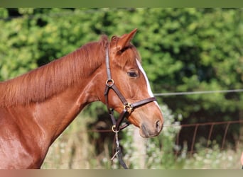 Cheval de sport hongrois, Jument, 2 Ans, 130 cm, Alezan brûlé