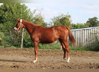 Cheval de sport hongrois, Jument, 2 Ans, 130 cm, Alezan brûlé