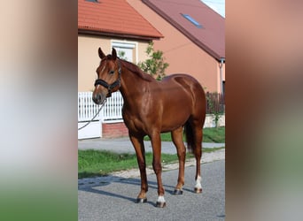 Cheval de sport hongrois, Jument, 2 Ans, 164 cm, Alezan brûlé