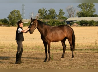 Cheval de sport hongrois, Jument, 2 Ans, 166 cm, Bai cerise