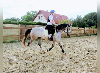 Cheval de sport hongrois, Jument, 3 Ans, 150 cm, Gris pommelé
