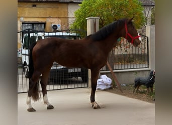 Cheval de sport hongrois, Jument, 3 Ans, 167 cm, Bai