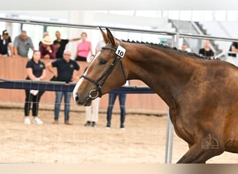 Cheval de sport hongrois, Jument, 3 Ans, 172 cm, Bai cerise