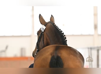 Cheval de sport hongrois, Jument, 3 Ans, 172 cm, Bai cerise