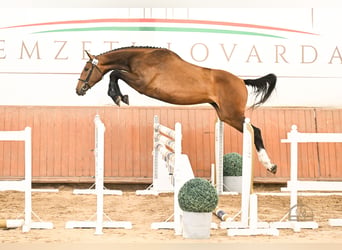 Cheval de sport hongrois, Jument, 3 Ans, 172 cm, Bai cerise