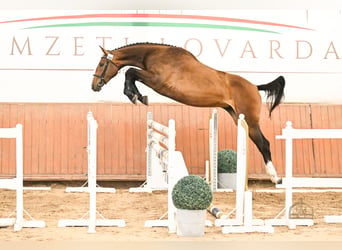 Cheval de sport hongrois, Jument, 3 Ans, 172 cm, Bai cerise