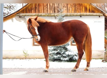 Cheval de sport hongrois Croisé, Jument, 4 Ans, 147 cm, Alezan brûlé