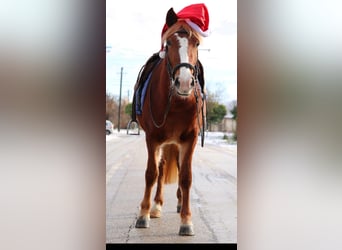 Cheval de sport hongrois Croisé, Jument, 4 Ans, 147 cm, Alezan brûlé