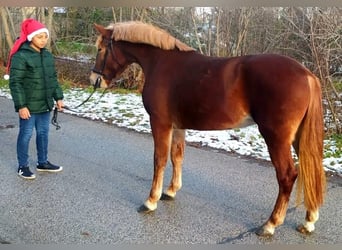 Cheval de sport hongrois Croisé, Jument, 4 Ans, 147 cm, Alezan brûlé