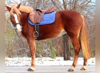 Cheval de sport hongrois Croisé, Jument, 4 Ans, 147 cm, Alezan brûlé