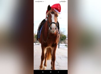 Cheval de sport hongrois Croisé, Jument, 4 Ans, 147 cm, Alezan brûlé