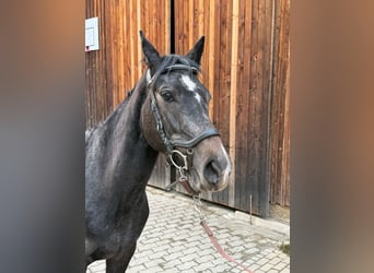 Cheval de sport hongrois Croisé, Jument, 4 Ans, 152 cm, Gris noir