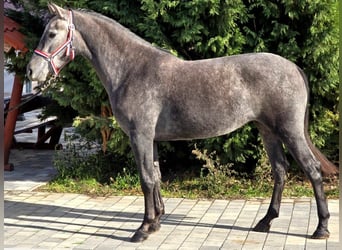 Cheval de sport hongrois Croisé, Jument, 4 Ans, 155 cm, Gris