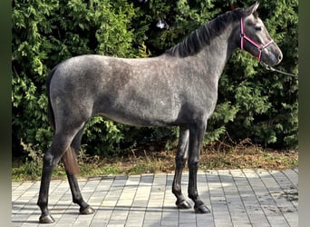 Cheval de sport hongrois Croisé, Jument, 4 Ans, 155 cm, Gris