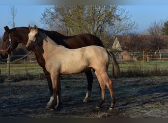 Cheval de sport hongrois, Jument, 4 Ans, 158 cm, Buckskin