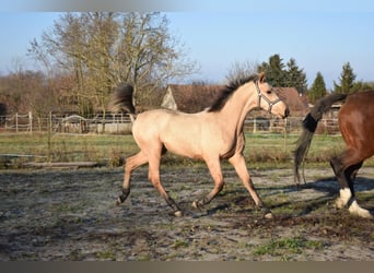 Cheval de sport hongrois, Jument, 4 Ans, 158 cm, Buckskin