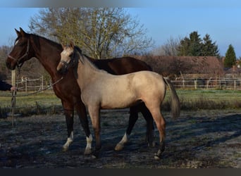 Cheval de sport hongrois, Jument, 4 Ans, 158 cm, Buckskin