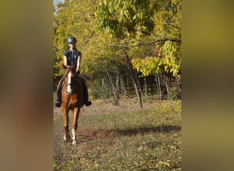 Cheval de sport hongrois, Jument, 4 Ans, 160 cm, Alezan