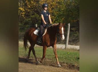 Cheval de sport hongrois, Jument, 4 Ans, 160 cm, Alezan