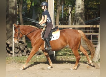 Cheval de sport hongrois, Jument, 4 Ans, 160 cm, Alezan