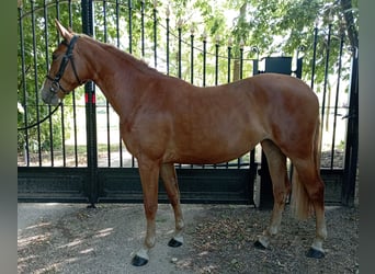 Cheval de sport hongrois, Jument, 4 Ans, 160 cm, Alezan