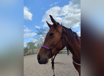 Cheval de sport hongrois, Jument, 4 Ans, 162 cm, Bai brun